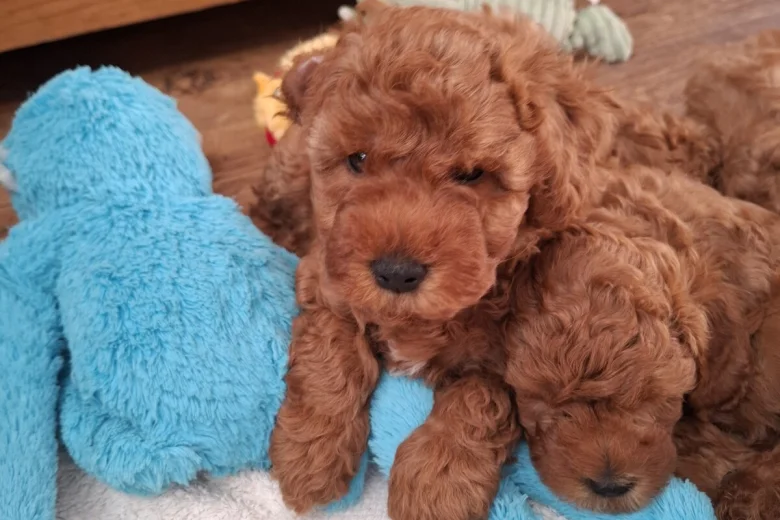 Cavapoo