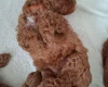 Cavapoo