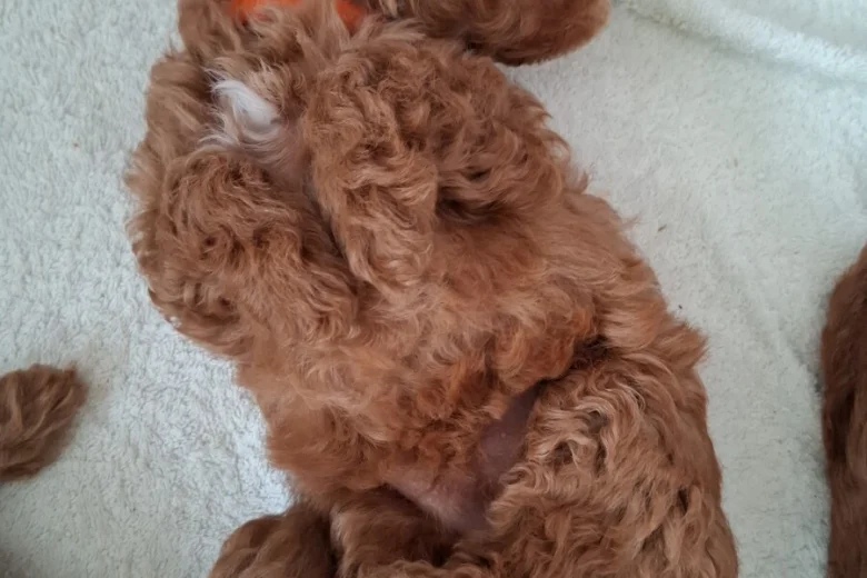 Cavapoo