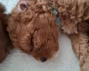 Cavapoo