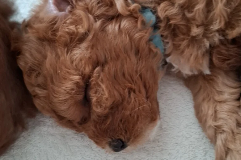 Cavapoo