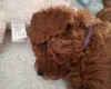 Cavapoo