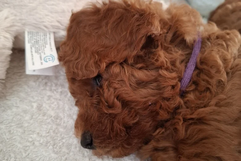 Cavapoo