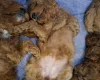 Cavapoo