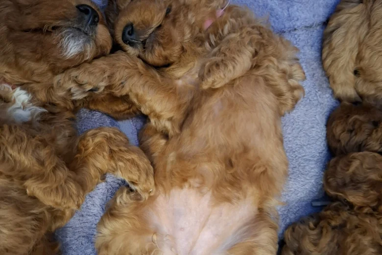 Cavapoo