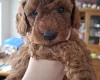 Cavapoo
