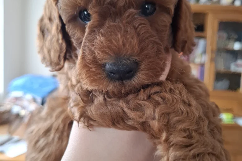 Cavapoo