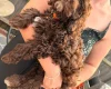 Cavapoo
