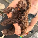 Cavapoo