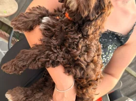 Cavapoo