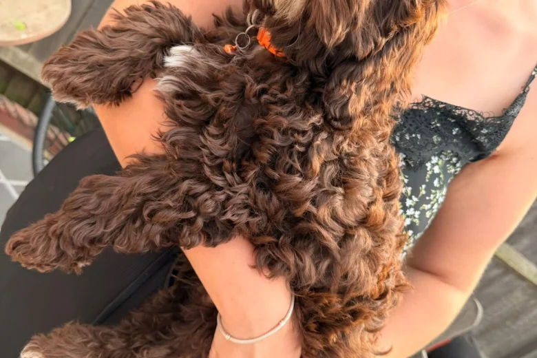 Cavapoo