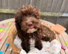 Cavapoo