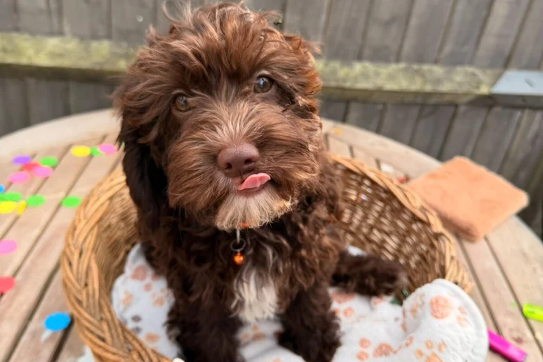 Cavapoo