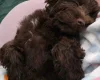 Cavapoo