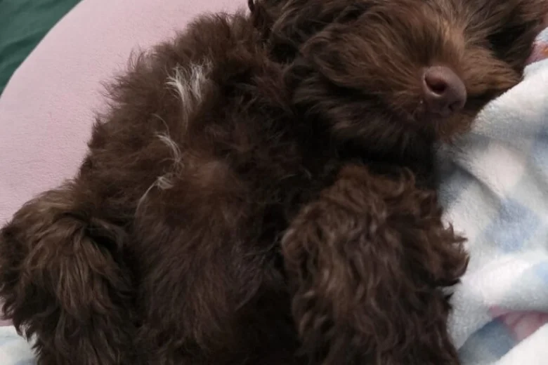 Cavapoo