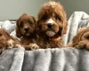 Cavapoo