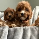 Cavapoo