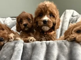 Cavapoo