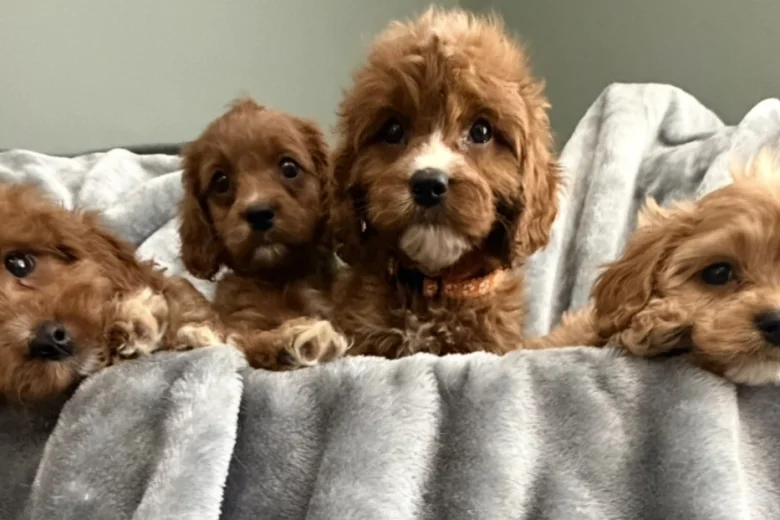 Cavapoo