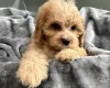 Cavapoo