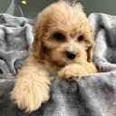 Cavapoo