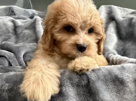 Cavapoo
