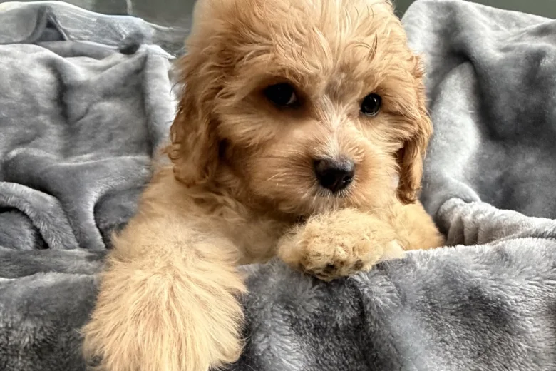 Cavapoo