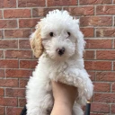 Cavapoo