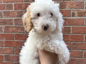 Cavapoo