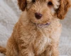 Cavapoo
