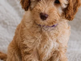 Cavapoo