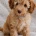 Cavapoo