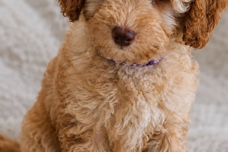Cavapoo