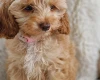 Cavapoo