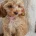 Cavapoo