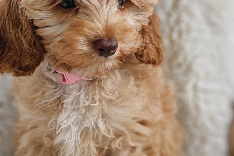 Cavapoo