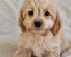 Cavapoo