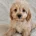 Cavapoo