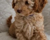 Cavapoo