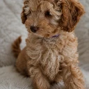 Cavapoo
