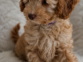 Cavapoo