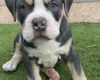 English Bulldog