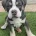 English Bulldog