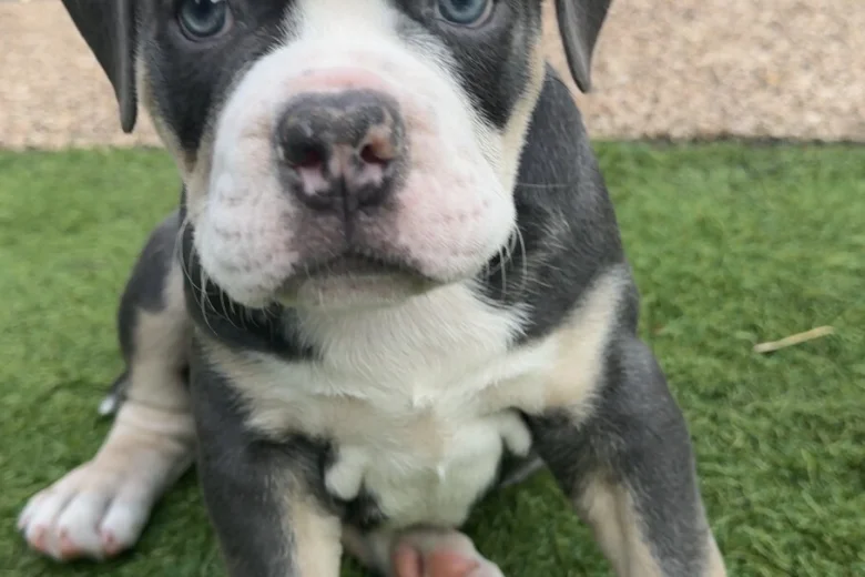 English Bulldog