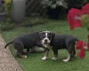 English Bulldog