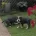 English Bulldog