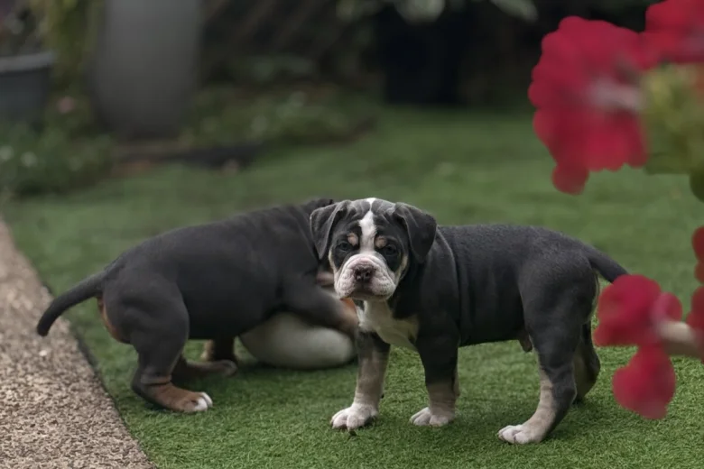 English Bulldog
