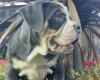 English Bulldog