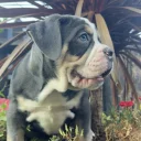 English Bulldog