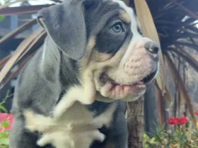 English Bulldog